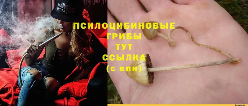 Галлюциногенные грибы Magic Shrooms  Андреаполь 